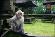 Opičí les na Bali